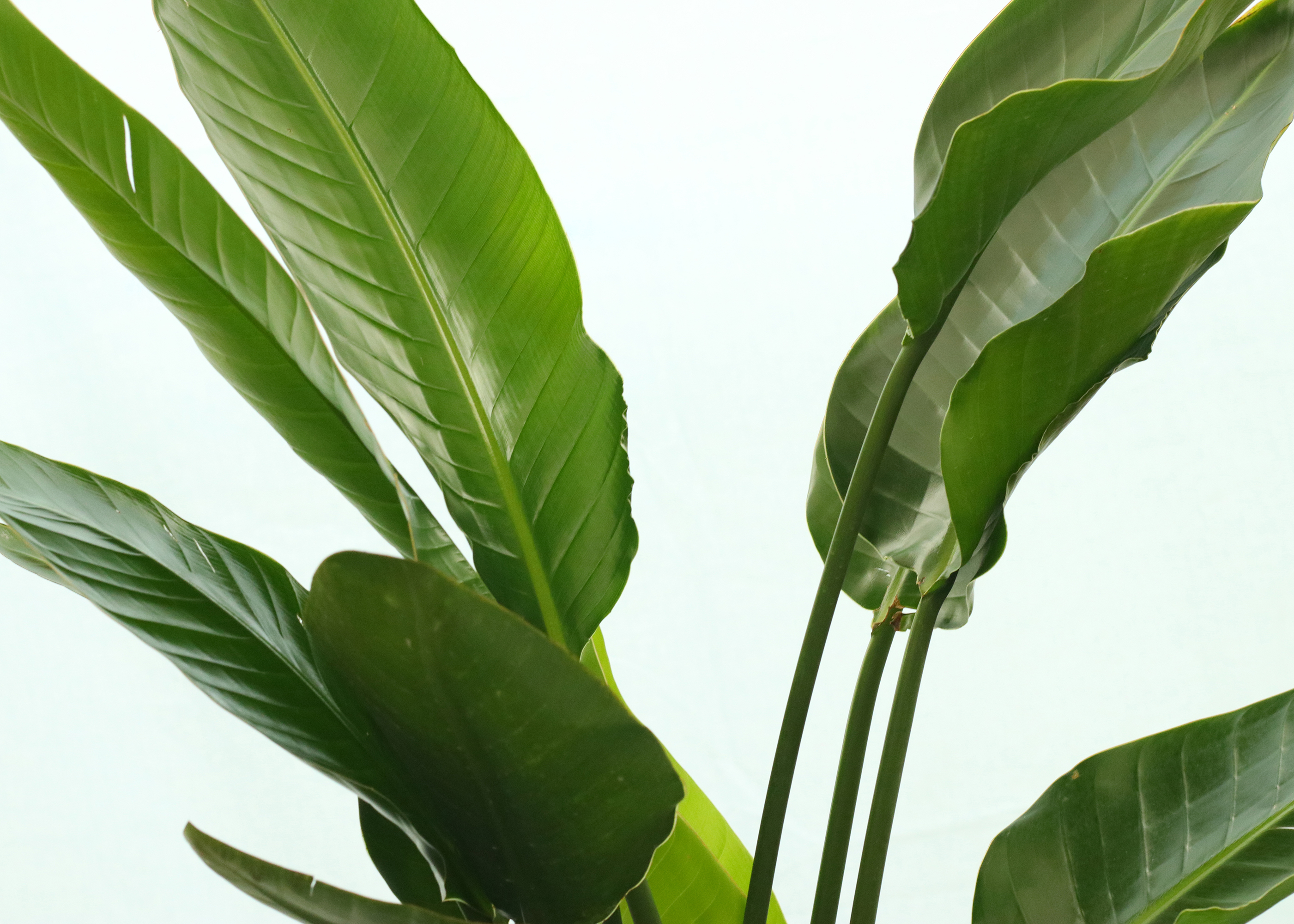観葉植物 大鉢 Hanaterras ハナテラス 法人向けお祝い花 グリーンギフト