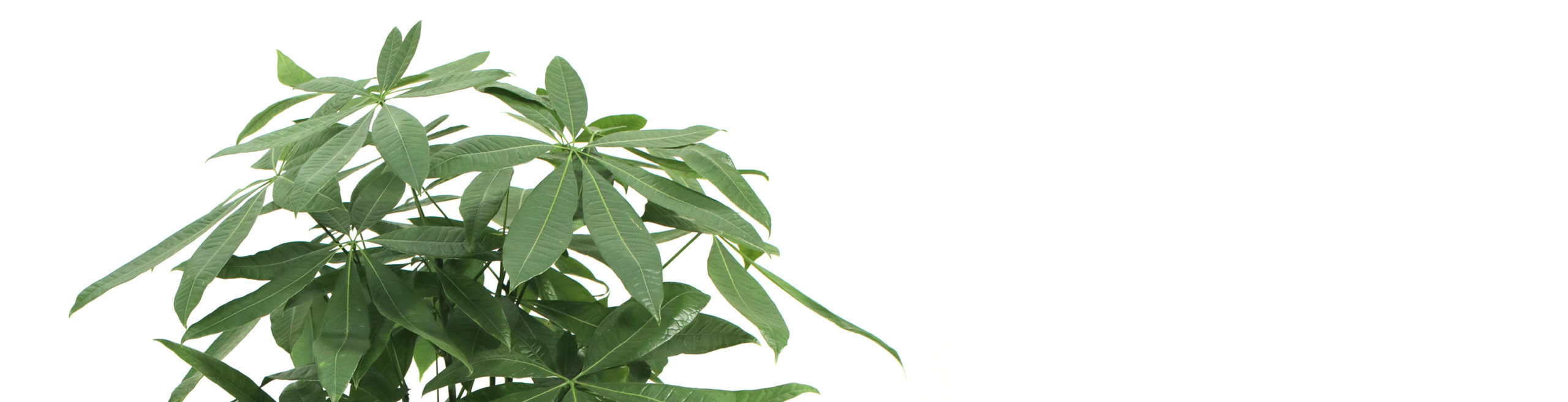 コラム パキラの基本情報と豆知識 観葉植物のプロがご紹介します Hanaterras ハナテラス 法人向けお祝い花 グリーンギフト