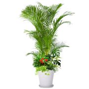 下草・陶器付き 30,000円