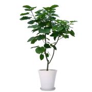 陶器付き 40,000円