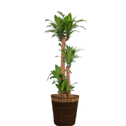 オプションなし 18,000円