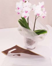 透明袋・不織布